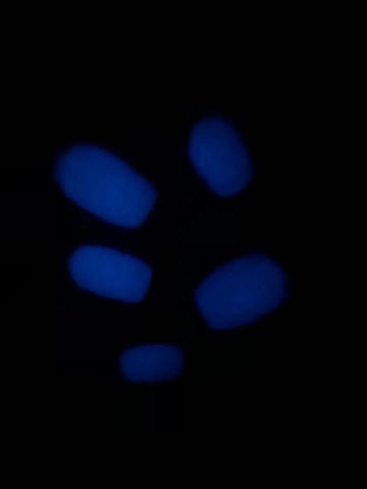 Blue Curacao