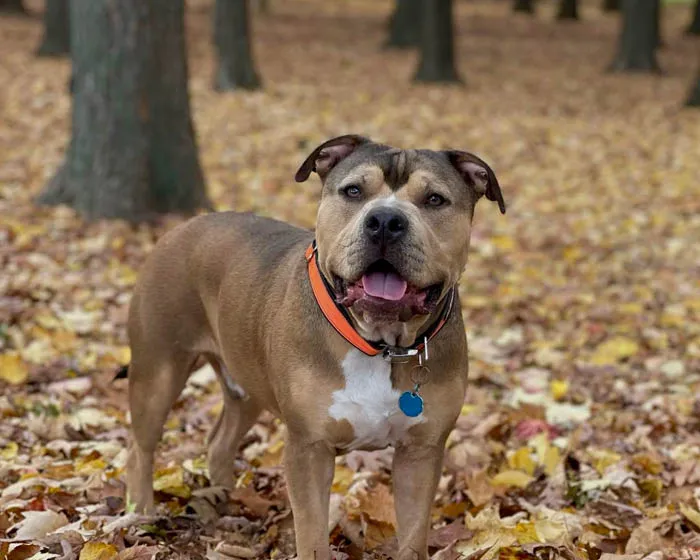 Cycle Dog Collar -Orange Reflective : 1" Width