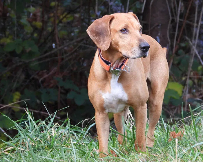 Cycle Dog Collar -Orange Reflective : 1" Width