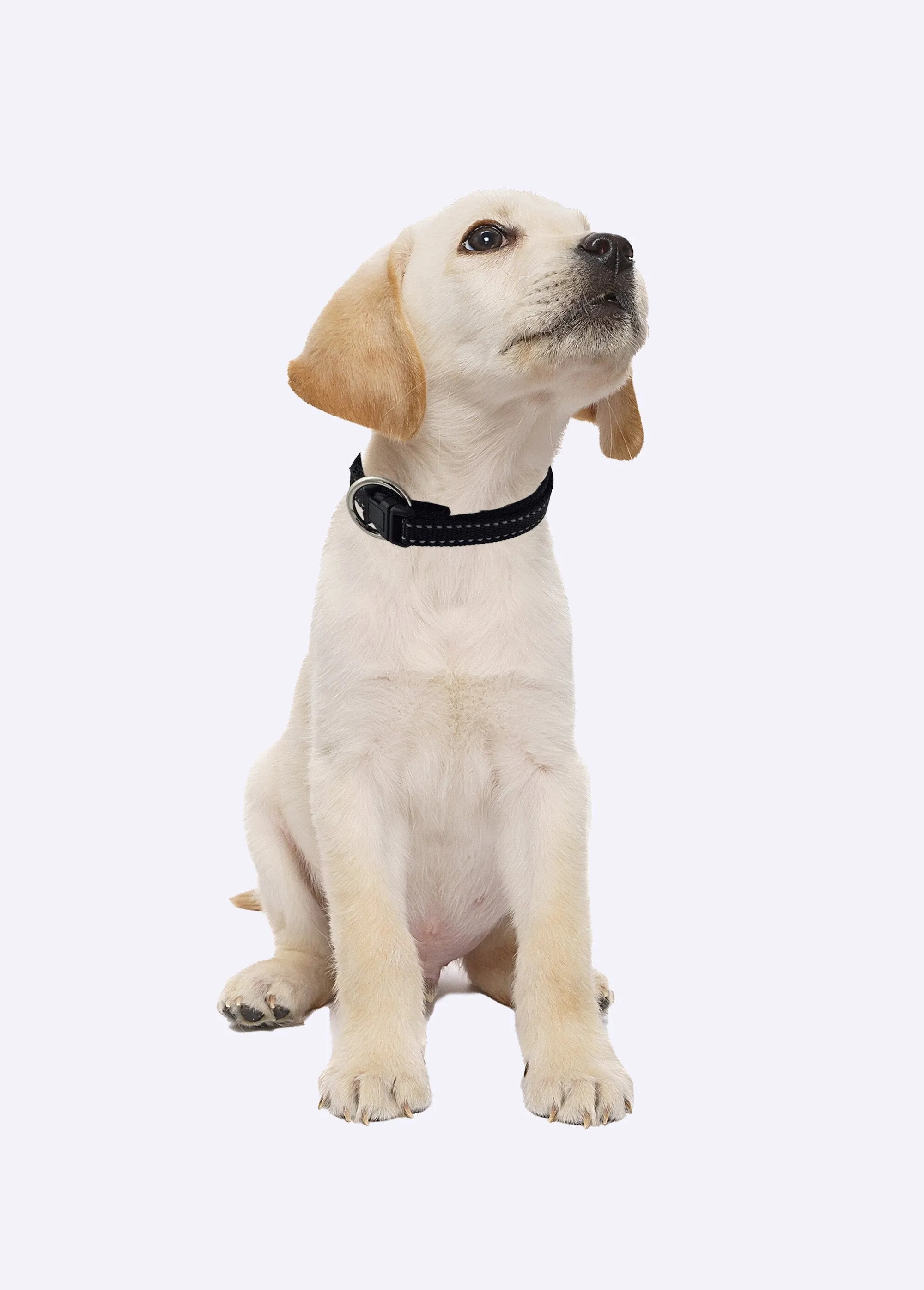 Reflective pet collar