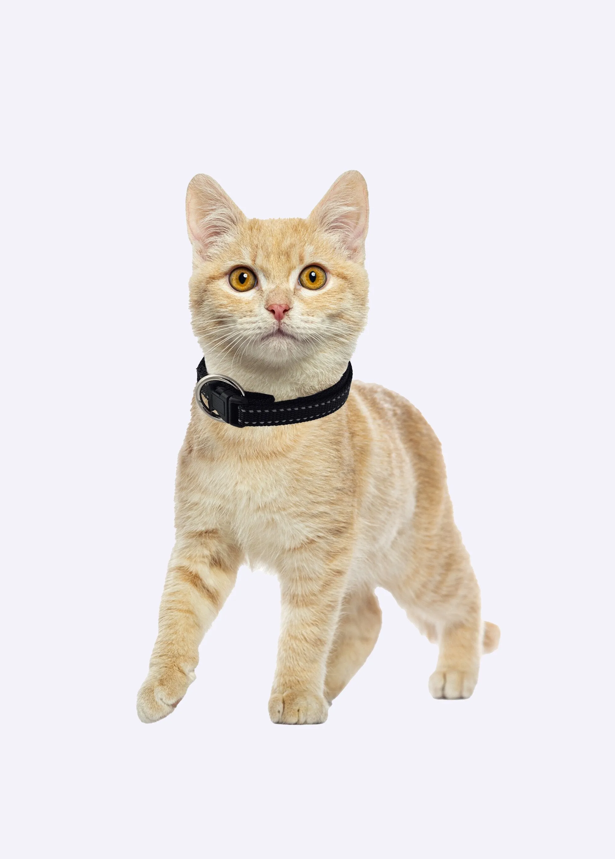 Reflective pet collar