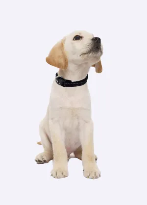 Reflective pet collar