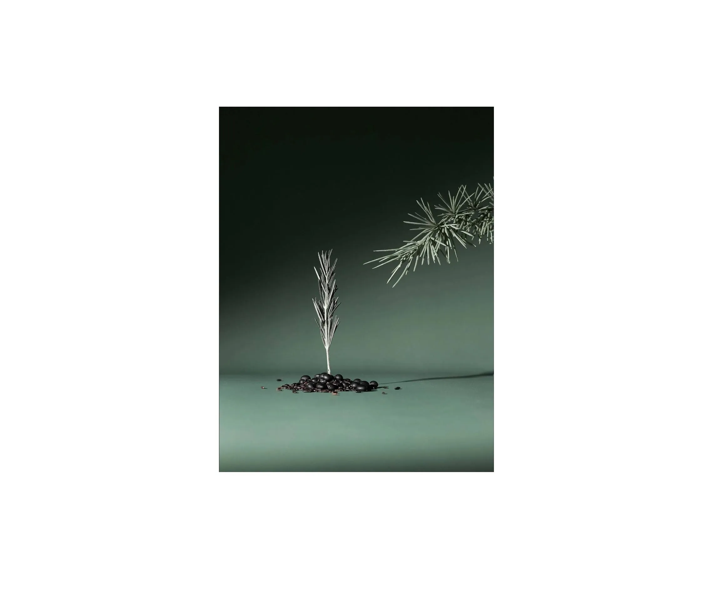 Rosemary Active V Anti-Hair Loss Tonic 100ml